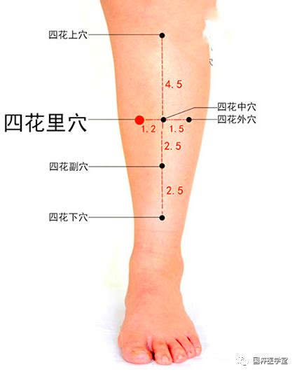 四花中|最新實用董氏針灸奇穴全集：四花中穴